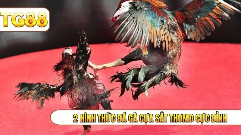 2 hình thức đá gà cựa sắt thomo cực đỉnh