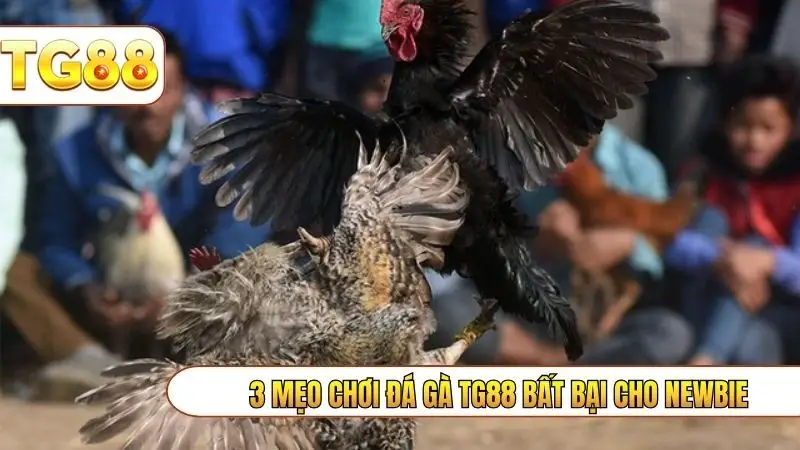 3 mẹo chơi đá gà TG88 bất bại cho newbie