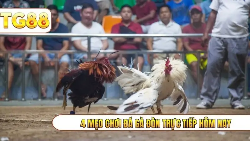 4 mẹo chơi đá gà đòn trực tiếp hôm nay