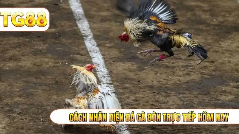 Cách nhận diện đá gà đòn trực tiếp hôm nay