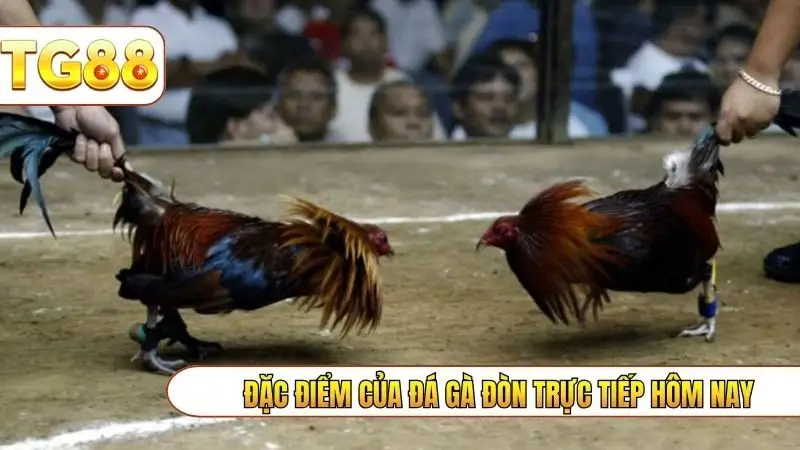 Đặc điểm của đá gà đòn trực tiếp hôm nay
