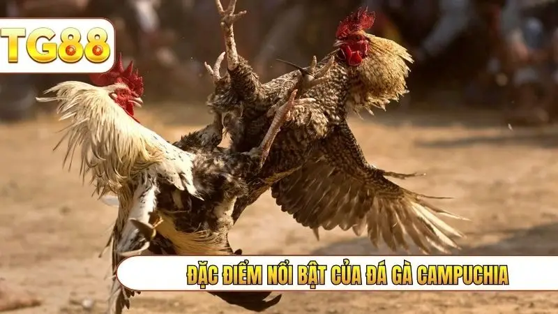 Đặc điểm nổi bật của đá gà campuchia
