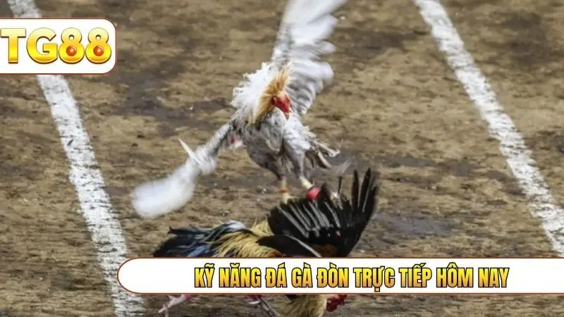 Kỹ năng đá gà đòn trực tiếp hôm nay