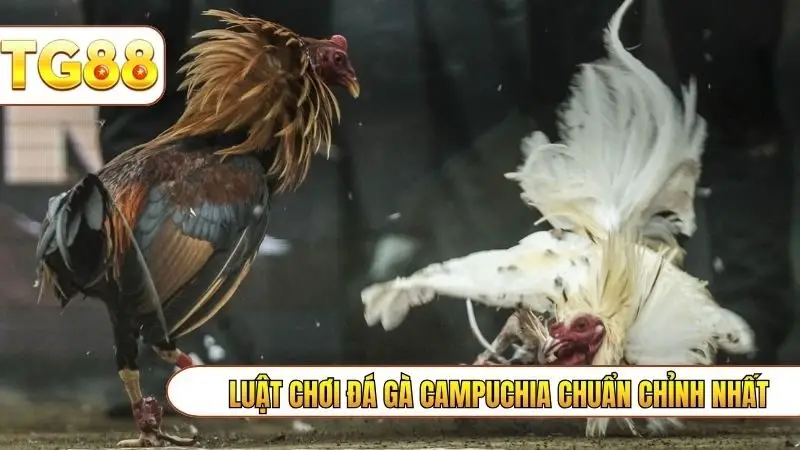 Luật chơi đá gà campuchia chuẩn chỉnh nhất